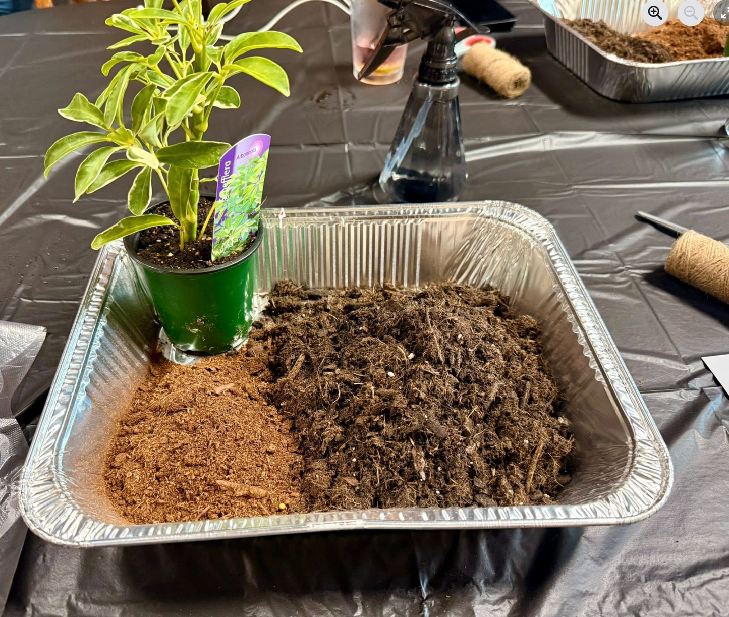 02/21/2026 (7pm) Kokedama & Kava - A Plant & Sip Experience (Athens, GA)