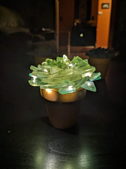 Sea Glass Succulents Kit