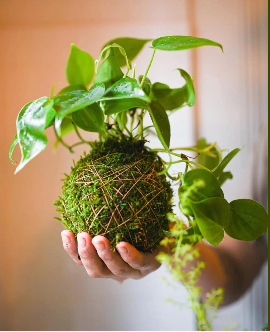 02/21/2026 (7pm) Kokedama & Kava - A Plant & Sip Experience (Athens, GA)