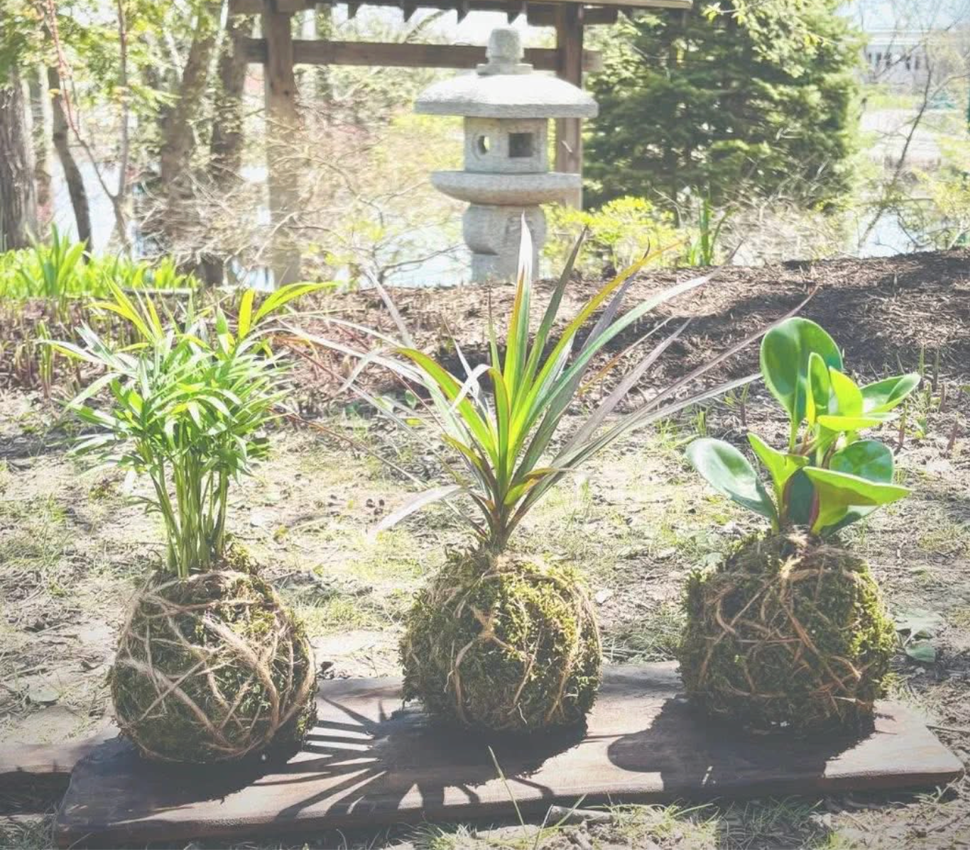 02/21/2026 (7pm) Kokedama & Kava - A Plant & Sip Experience (Athens, GA)