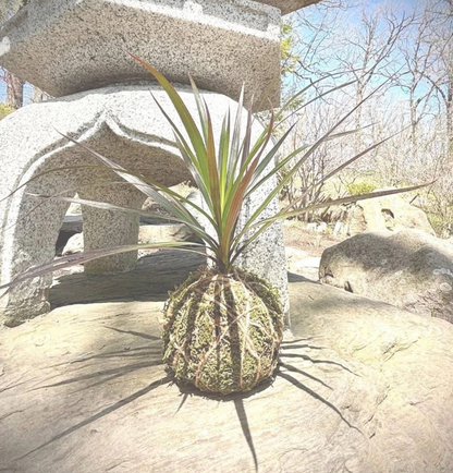 02/21/2026 (7pm) Kokedama & Kava - A Plant & Sip Experience (Athens, GA)