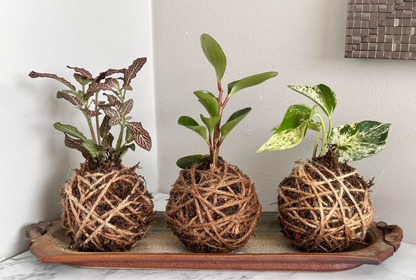 02/21/2026 (7pm) Kokedama & Kava - A Plant & Sip Experience (Athens, GA)