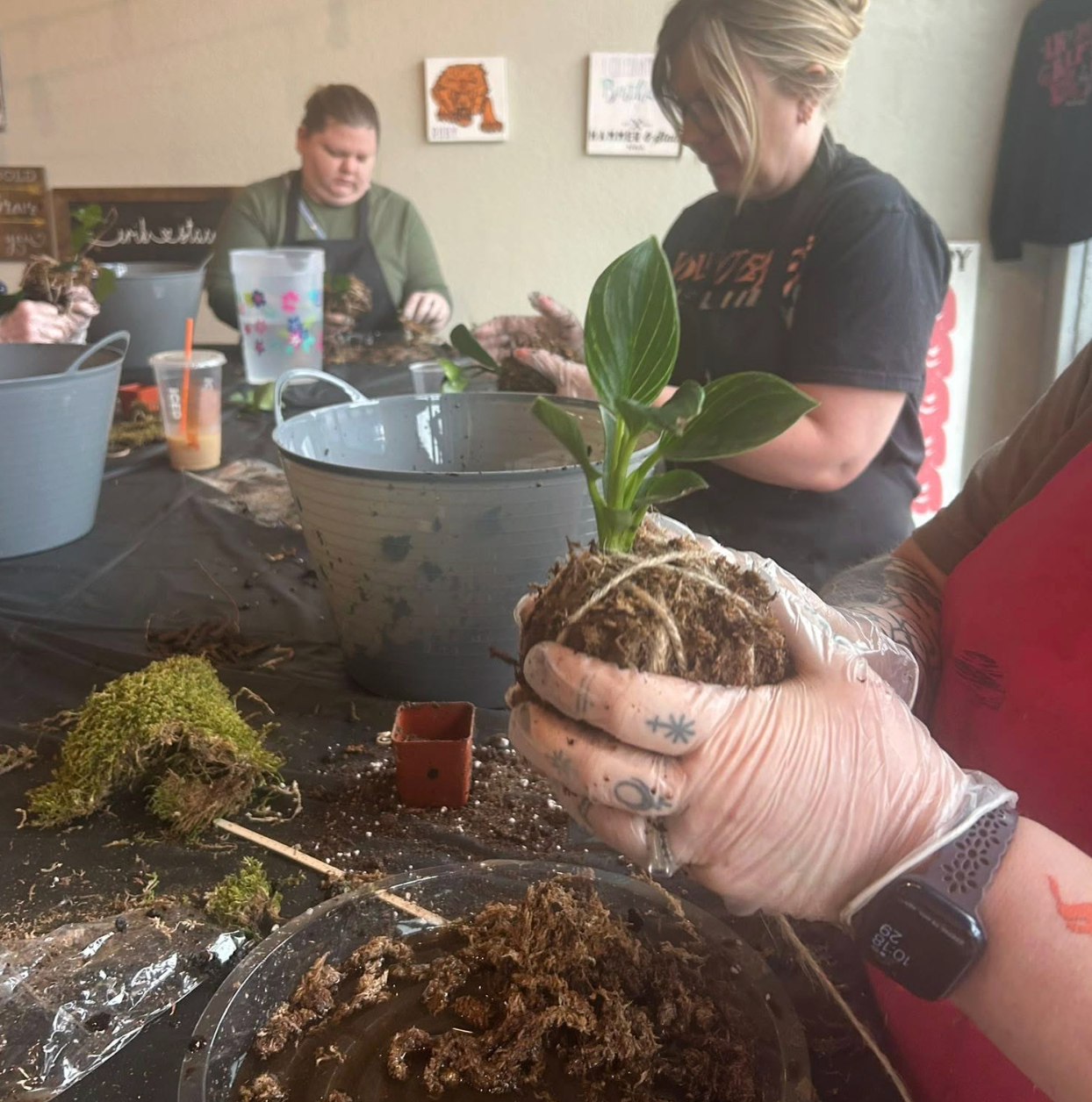 02/21/2026 (7pm) Kokedama & Kava - A Plant & Sip Experience (Athens, GA)